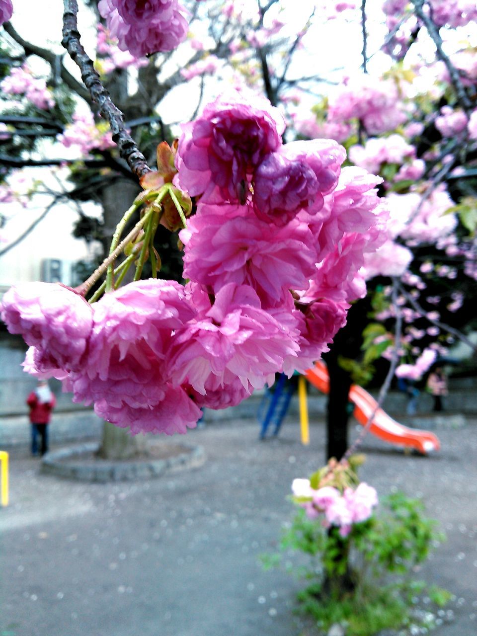 flower, freshness, fragility, pink color, growth, cherry blossom, tree, petal, beauty in nature, branch, focus on foreground, nature, blossom, cherry tree, blooming, in bloom, springtime, close-up, flower head, park - man made space