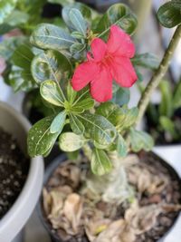 Close-up of red flowering plant in pot