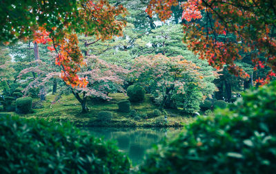 Trees in forest during autumn