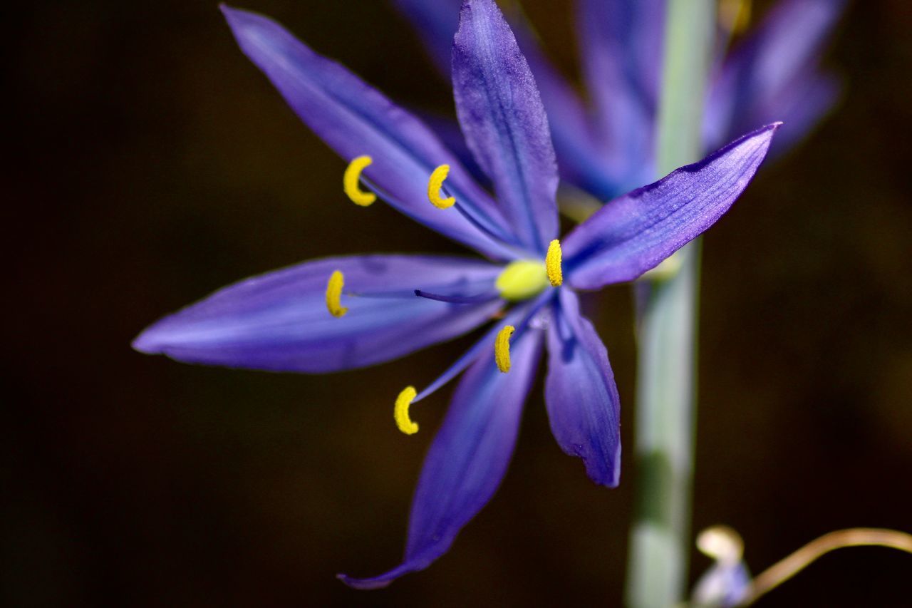 CLOSE-UP OF PURPLE IRIS