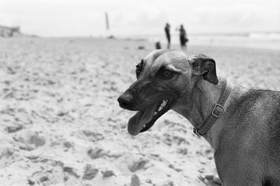 Close-up of dog on beach