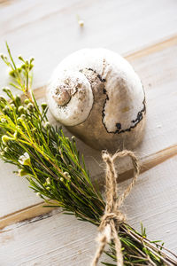 Close-up of shell decoration by bunch of plants on table