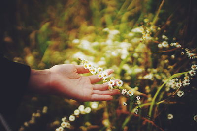 Cropped hand of person touching white flowers at yard