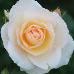 Close-up of white rose