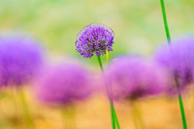 Close-up of purple flowering plant on field