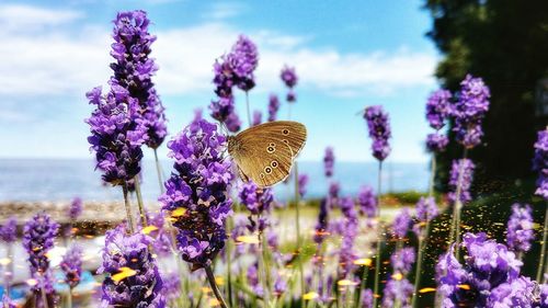 Close-up of butterfly pollinating on purple flowering plants