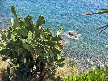High angle view of succulent plant in sea
