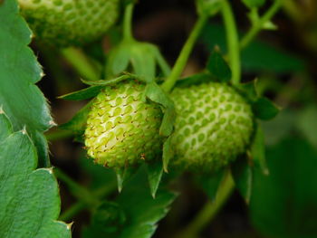 Close-up of fruit growing on plant