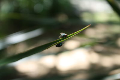 Close-up of insect on leaf