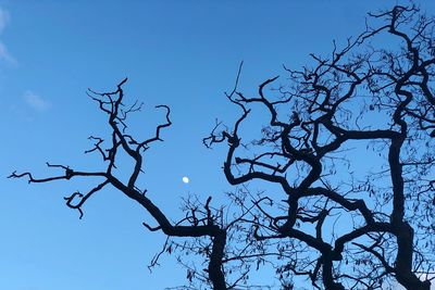 Low angle view of bare tree against clear blue sky