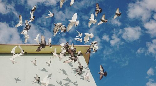 Low angle view of seagulls flying against sky