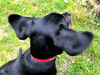 Close-up of black dog on field