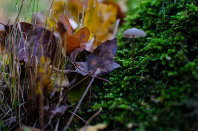 Close-up of grass