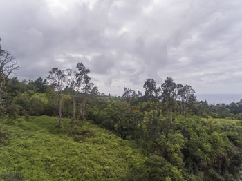 Trees in forest against sky