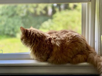 Cat looking through window