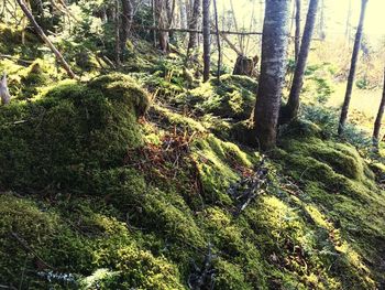 Trees in forest