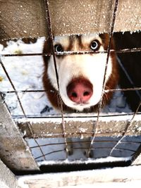 Close-up of dog seen through metal fence