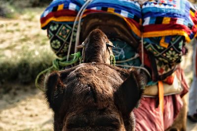 Close-up of a horse