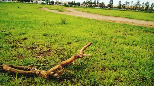 View of grassy field