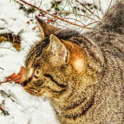 Close-up of cat outdoors