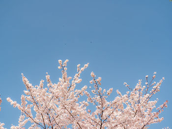 Low angle view of cherry blossom against clear blue sky