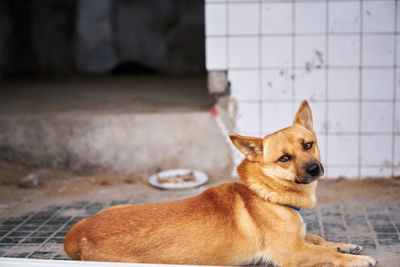 Close-up portrait of dog
