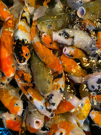 High angle view of koi fish in water