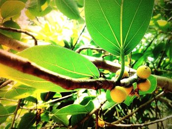 Close-up of leaves on tree