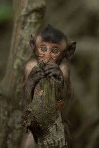 Portrait of monkey on tree trunk