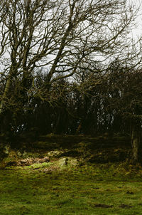 Trees growing on field in forest