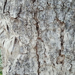 Full frame shot of tree trunk