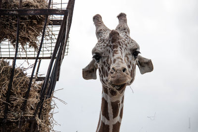 Low angle view of giraffe against sky