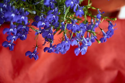 Close-up of purple flowering plants