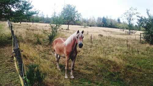 Horses in the field