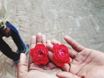 Cropped image of hand holding red rose