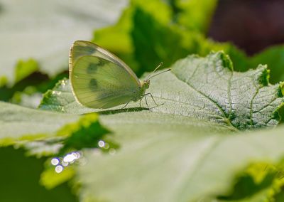 Close-up of green leaves on plant