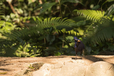 Bird on leaves