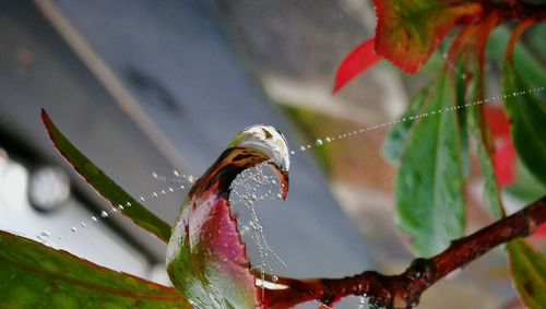 Close-up of butterfly on flower