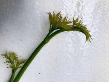 High angle view of white flowering plant