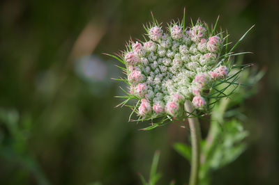 Close-up of pink flowering plant