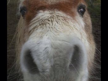 Close-up of horse