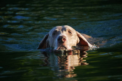 Close-up of weimaraner swimming in lake