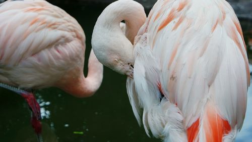 Birds in a lake