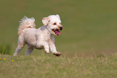 Dog running on field