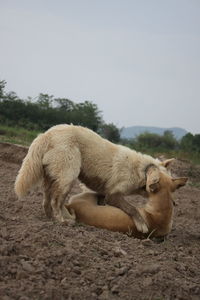 View of a dog relaxing on field