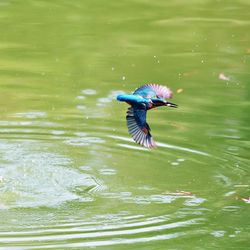 Bird flying over the lake