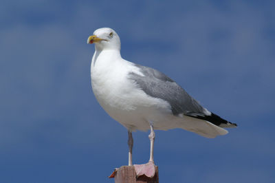 Seagull perching on a bird