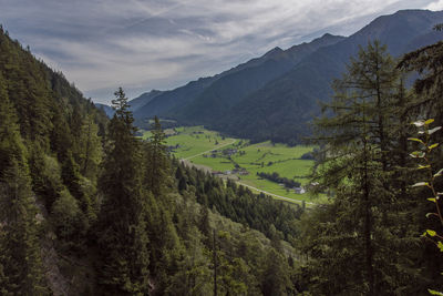 Scenic view of pine trees against sky