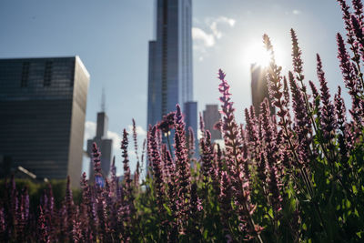 Purple flowering plants against buildings