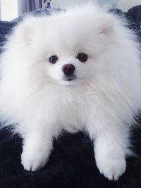 Close-up portrait of white dog